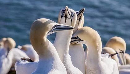 开云-【数说】C罗尤文百场：79球19助攻+3座冠军